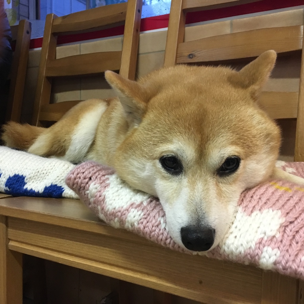 卒業犬🐶パート３